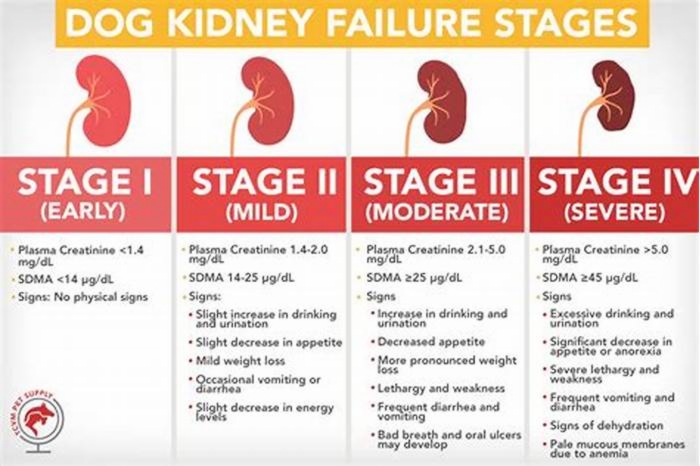 1 year old dog kidney failure