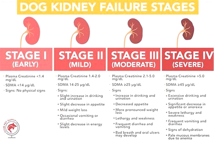 3 year old dog with kidney failure