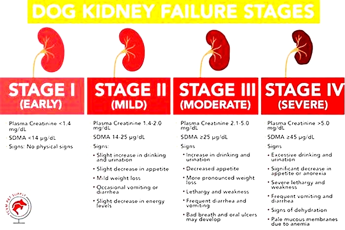 4 stages of kidney disease in dogs