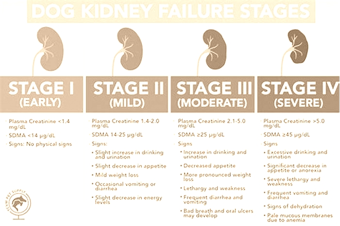 4 stages of kidney failure in dogs