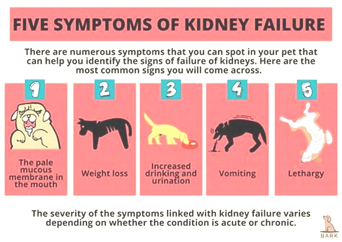 acute kidney failure dogs causes