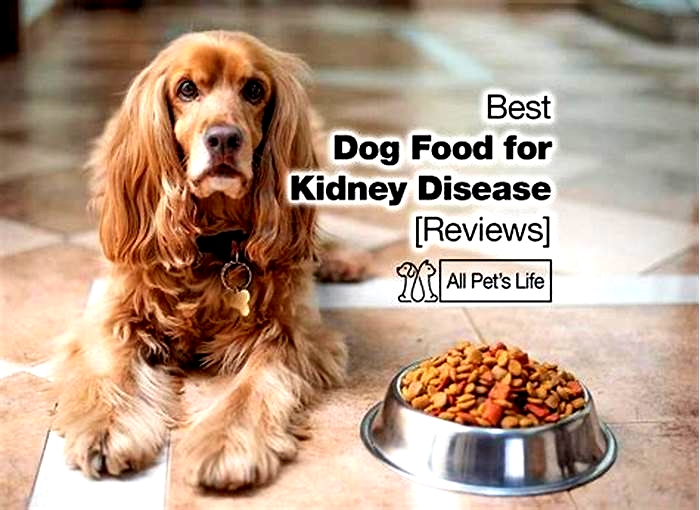 best diet for canine kidney disease