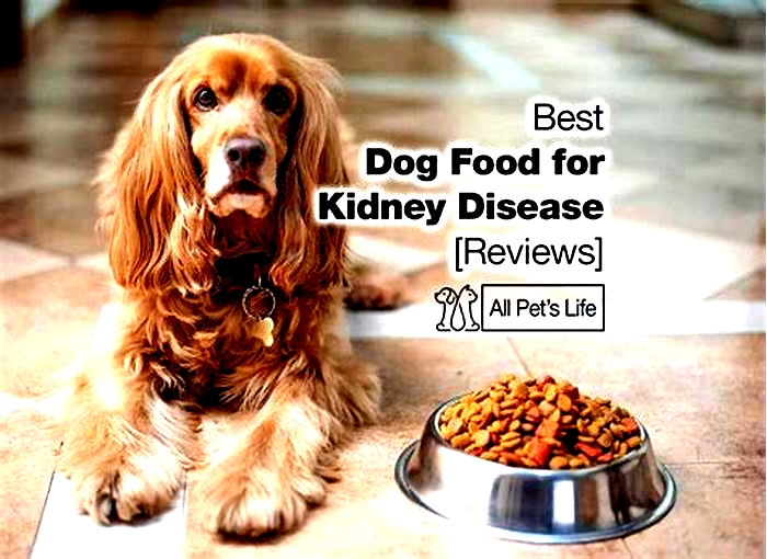 best diet for dog kidney failure