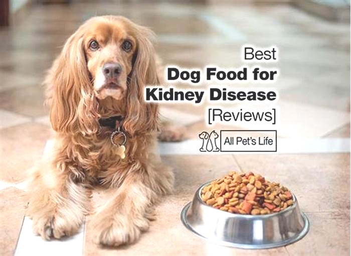 best diet for dogs with kidney failure