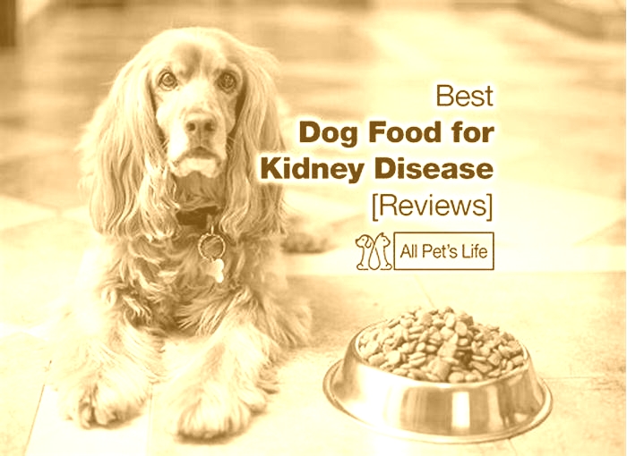 best diet for dogs with kidney issues