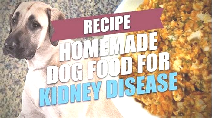 best homemade renal diet for dogs