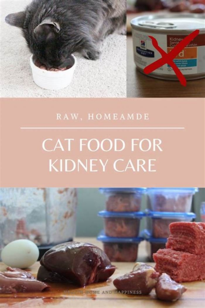 best kidney diet food for cats