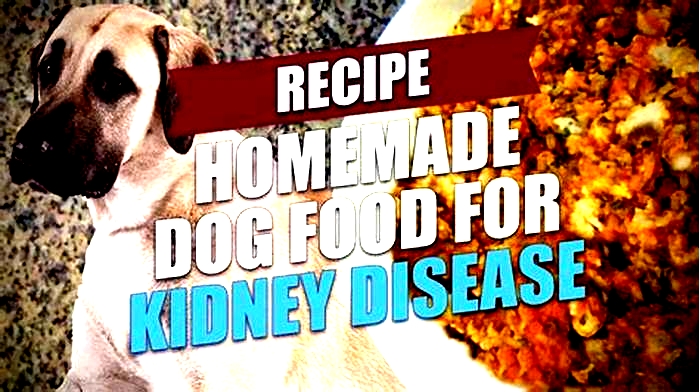 best natural dog food for kidney problems