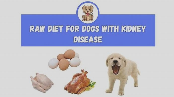 best raw diet for dogs with kidney disease