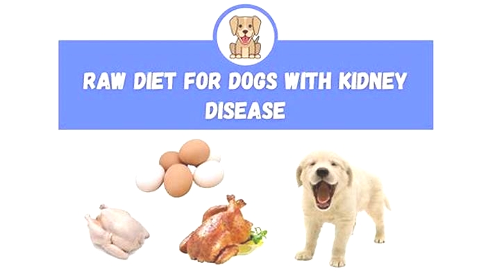 best raw dog food for kidney disease