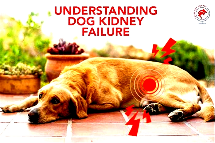 can dogs be cured from kidney failure