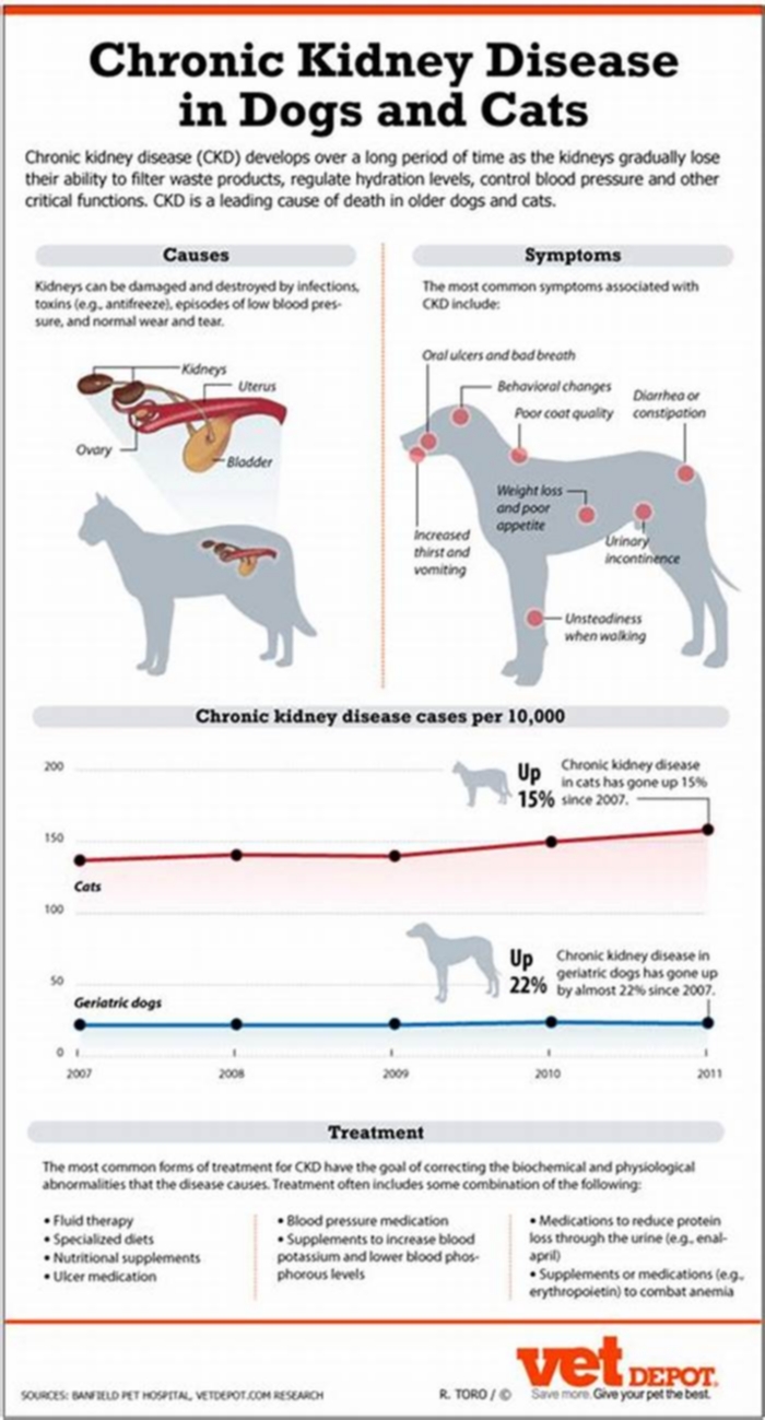 can kidney disease in dogs cause bad breath