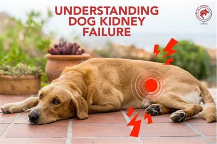 can kidney failure be misdiagnosed in dogs