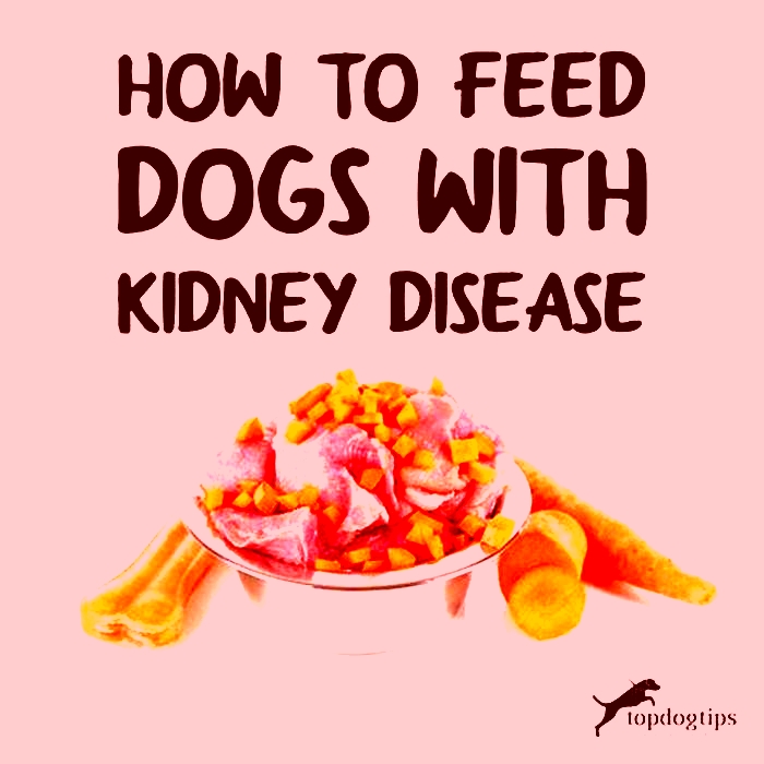 diet for a dog with kidney disease