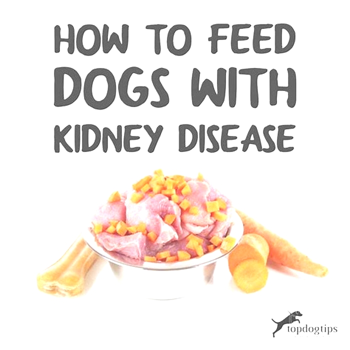 diet for dogs with acute kidney failure