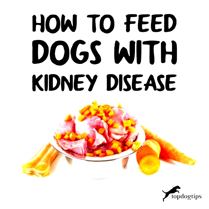 diet for dogs with kidney disease uk