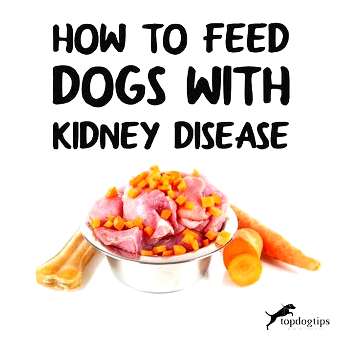 diet for dogs with kidney failure