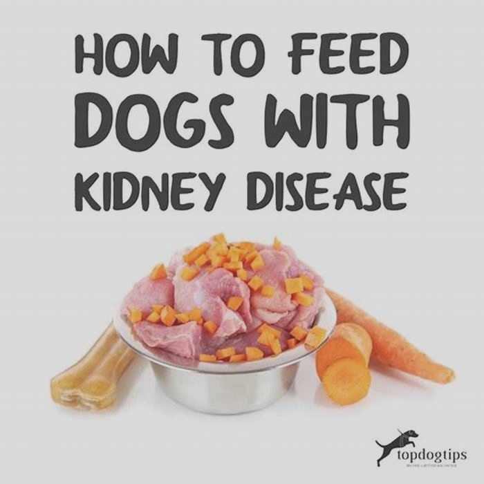 diet for kidney failure in dogs