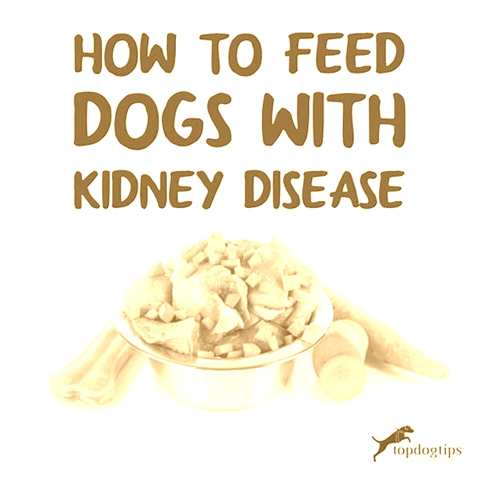 diet for older dogs with kidney problems