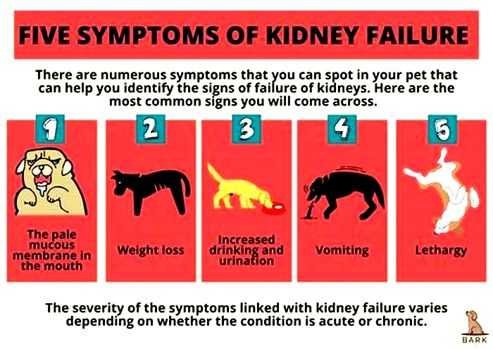 do dogs with kidney disease lose weight