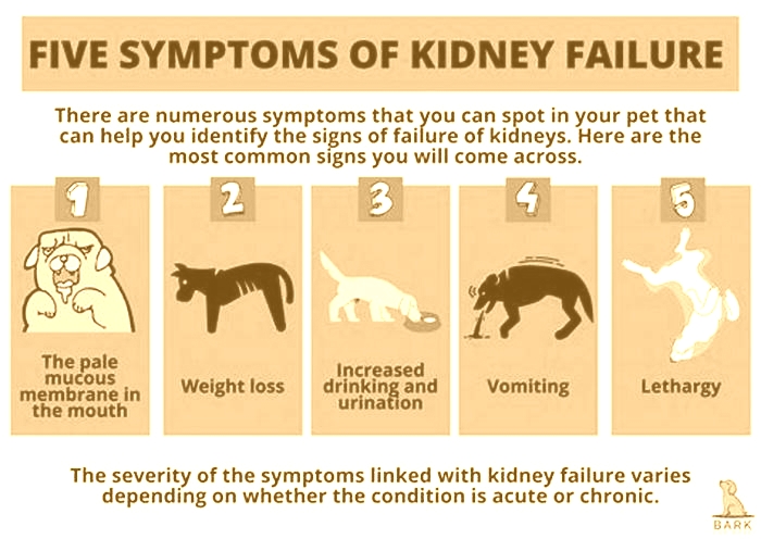 do dogs with kidney problems lose weight