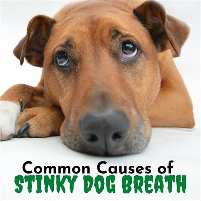 dog breath smells kidney disease