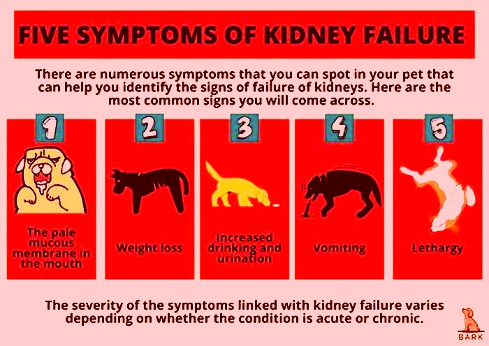 dog kidney failure back legs weak