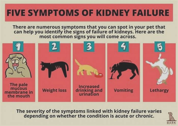 dog kidney failure blood in urine