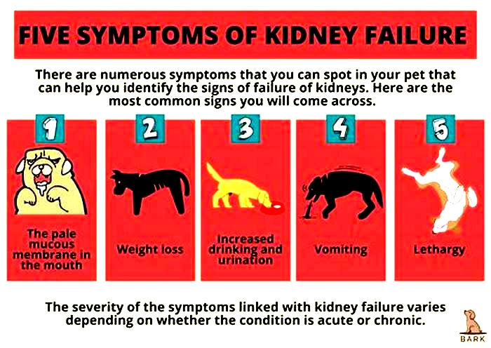 dog kidney failure can't walk