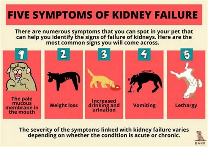 dog kidney failure early symptoms