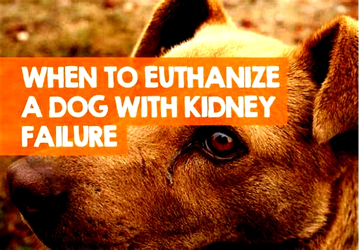 dog kidney failure euthanasia