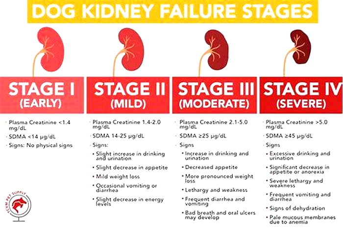 dog kidney failure levels