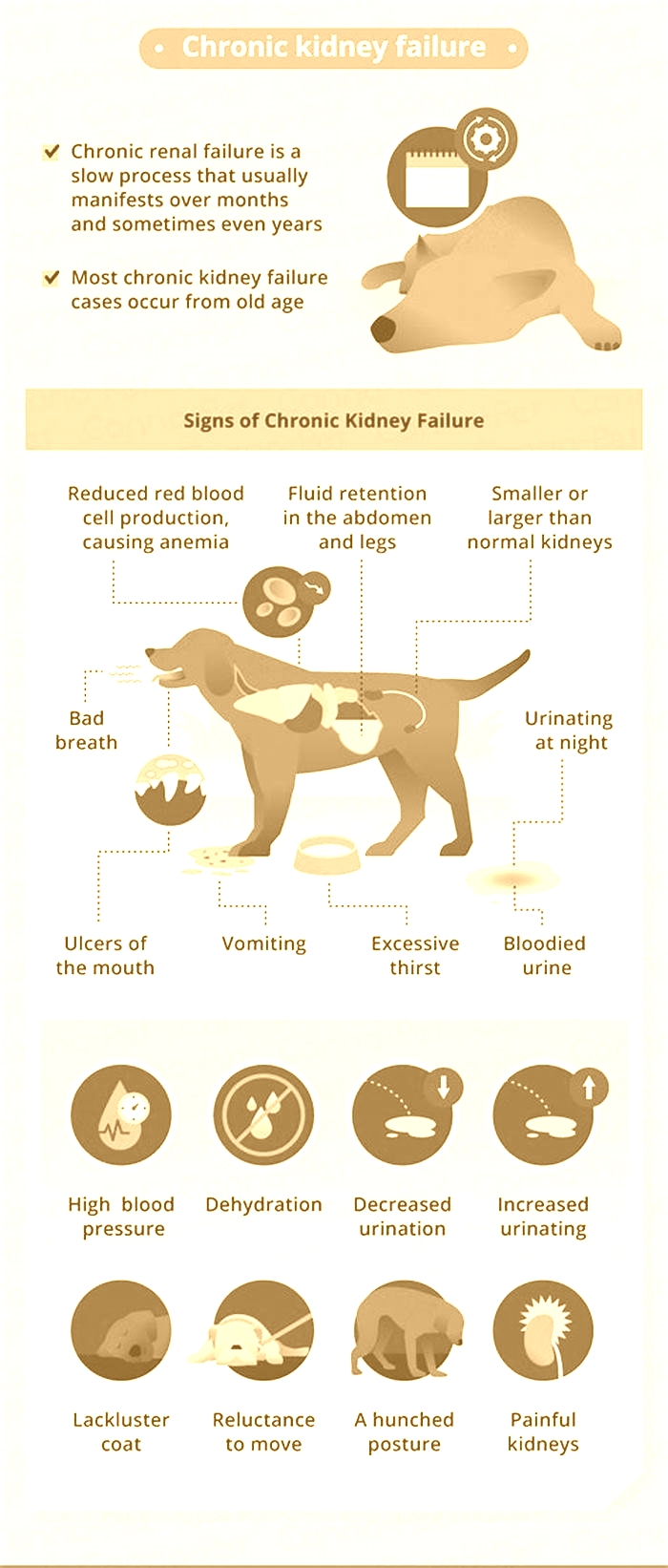 dog kidney failure symptoms diarrhea