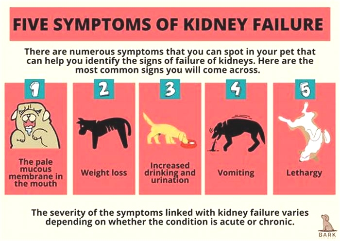 dog kidney failure throwing up bile