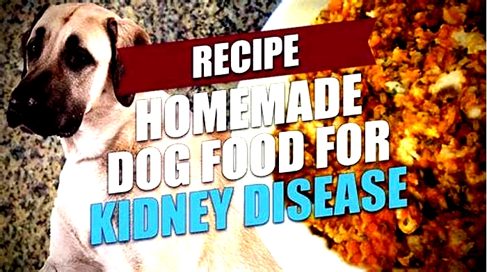 homemade diet for dogs with kidney failure