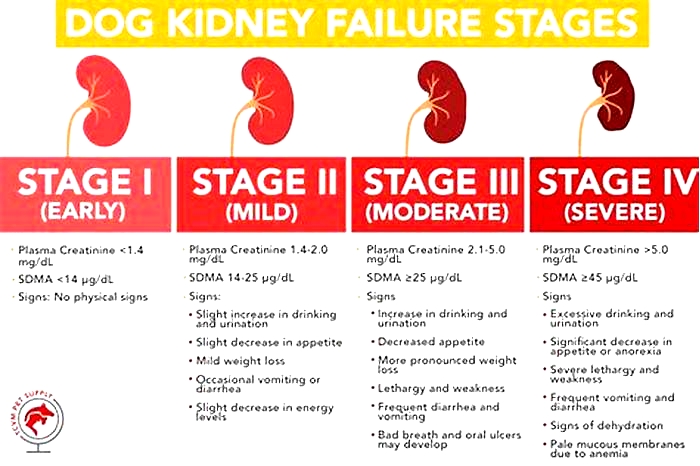 how do i know my dog is in kidney failure