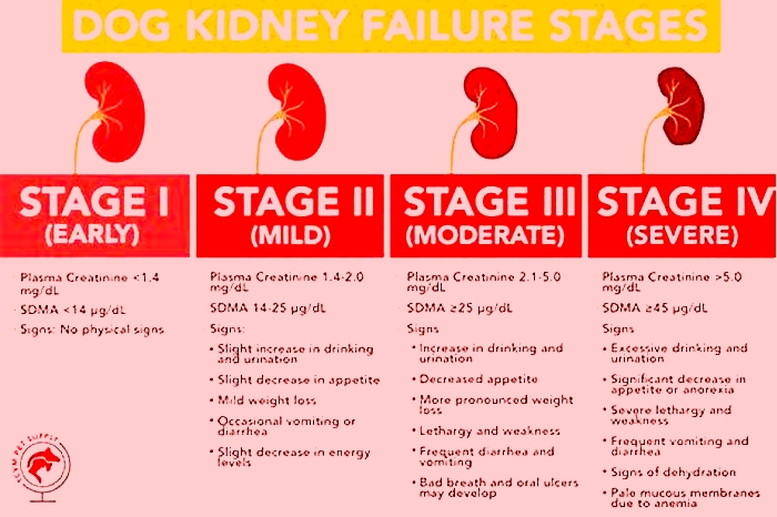 intestinal seizures in dogs kidney failure