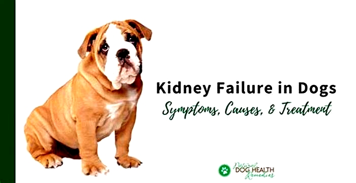 is kidney failure for dogs painful