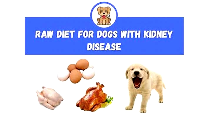 is raw diet bad for dogs with kidney disease