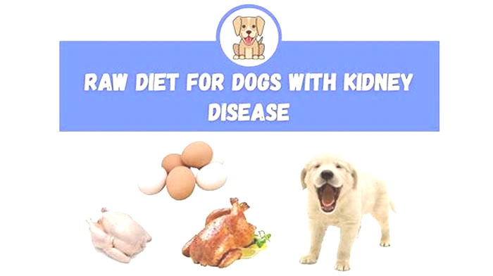 is raw food diet good for dogs with kidney disease