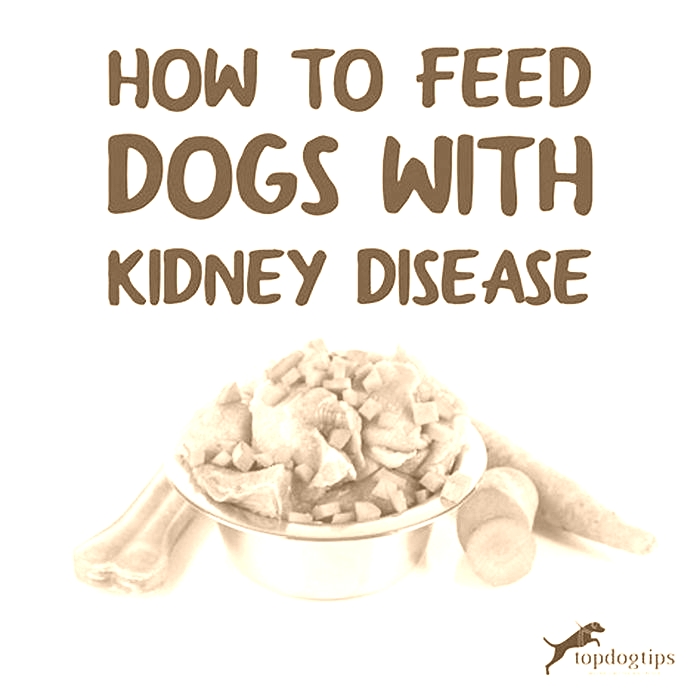 is raw food good for dogs with kidney disease