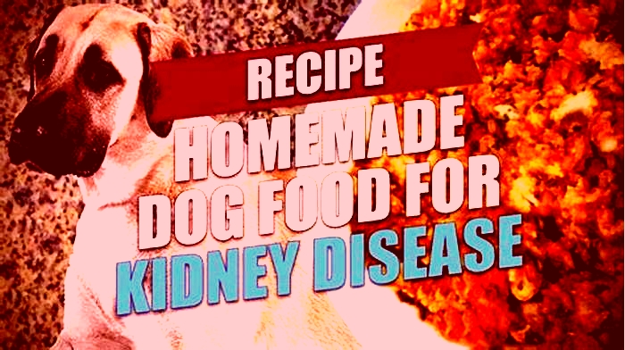 kidney diet for dogs recipe