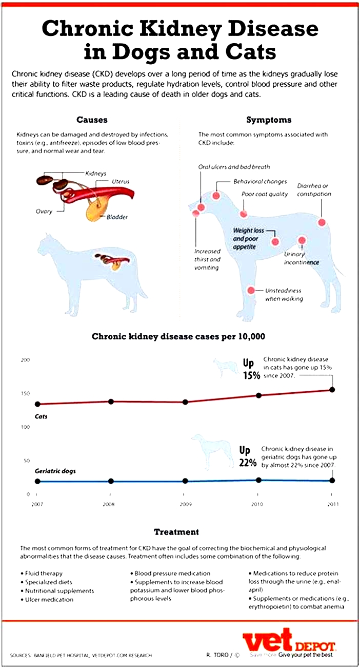 kidney diet for senior dogs