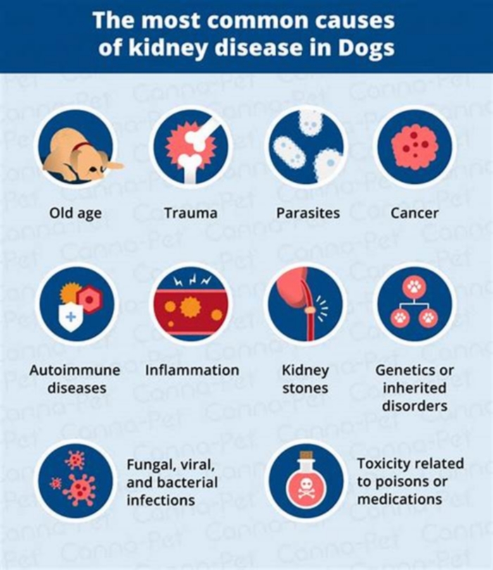 kidney disease and dogs