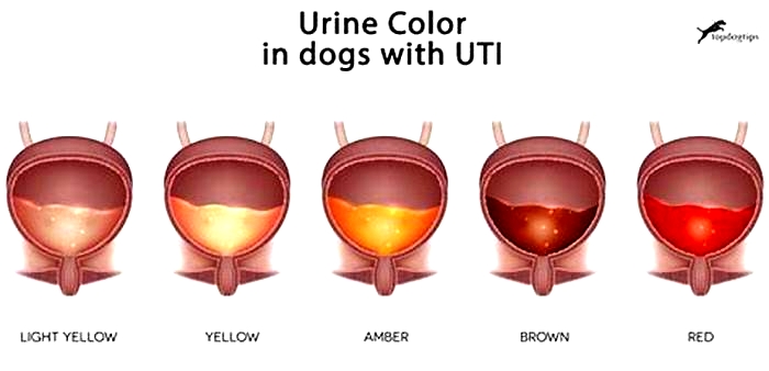 kidney disease dog blood in urine