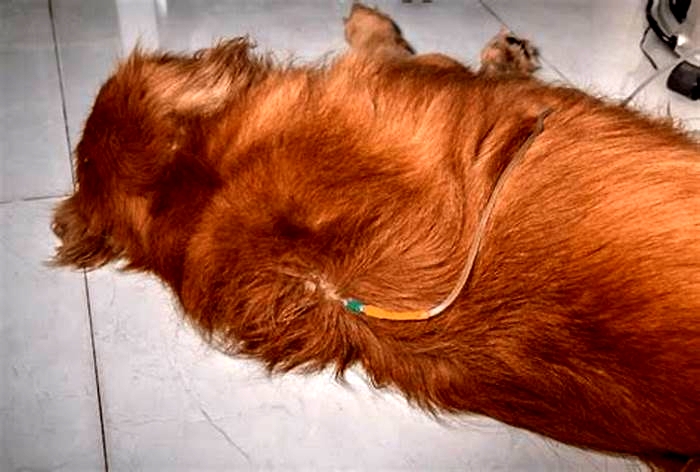 kidney disease dog gums