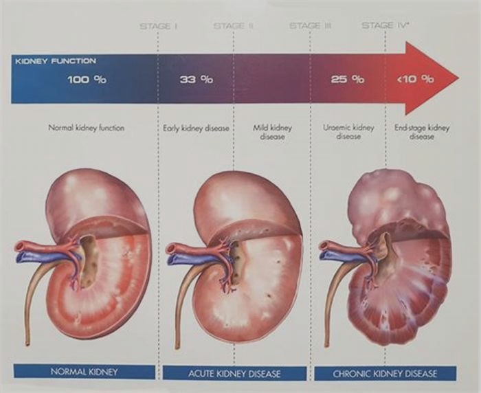 kidney disease dog hair loss