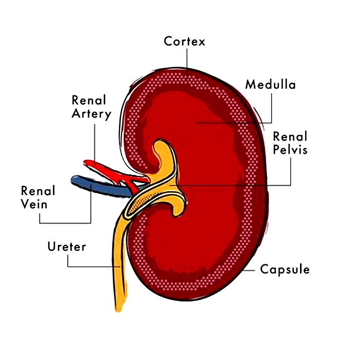 kidney disease dog med