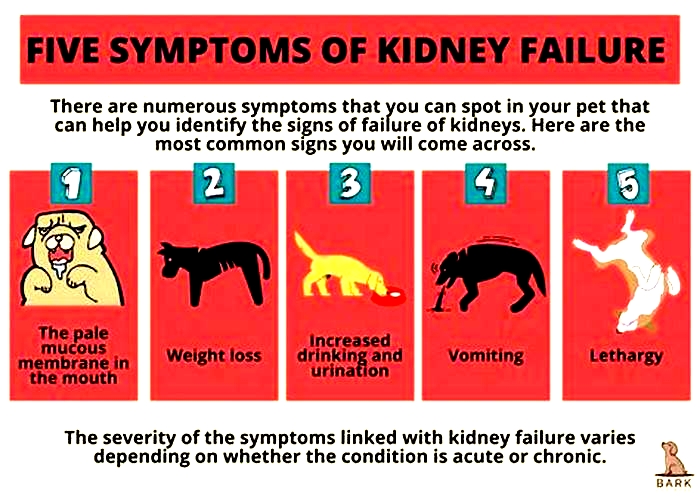 kidney disease dogs back legs