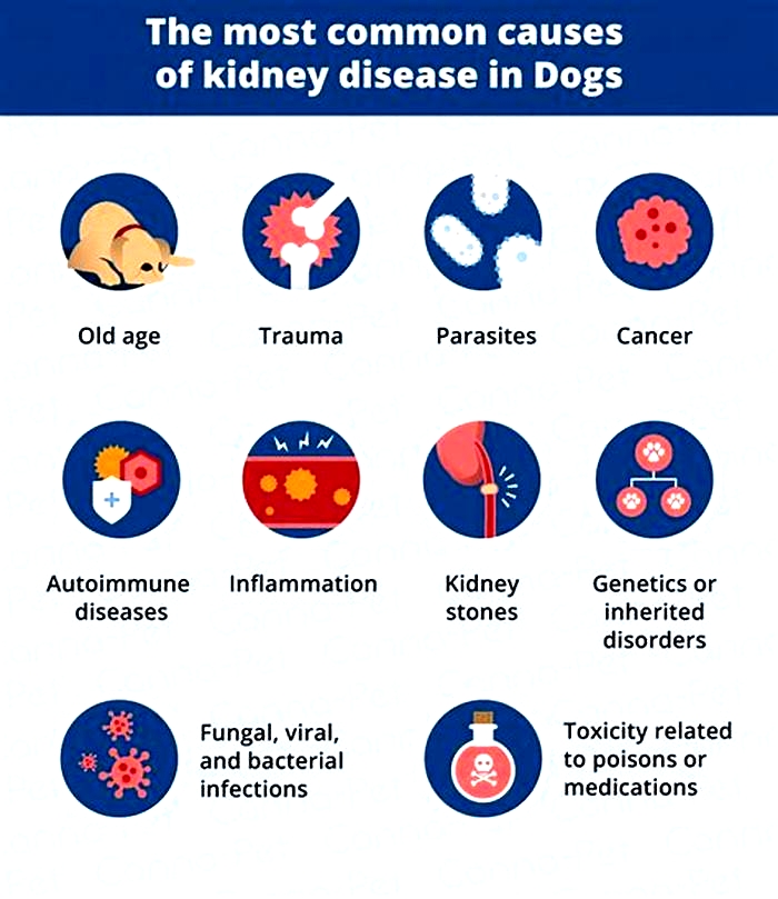 kidney disease dogs causes